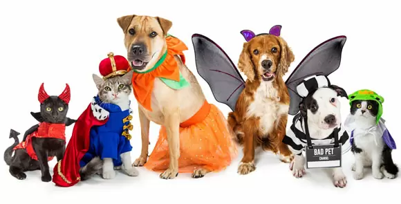 Pet Costume Center Banner